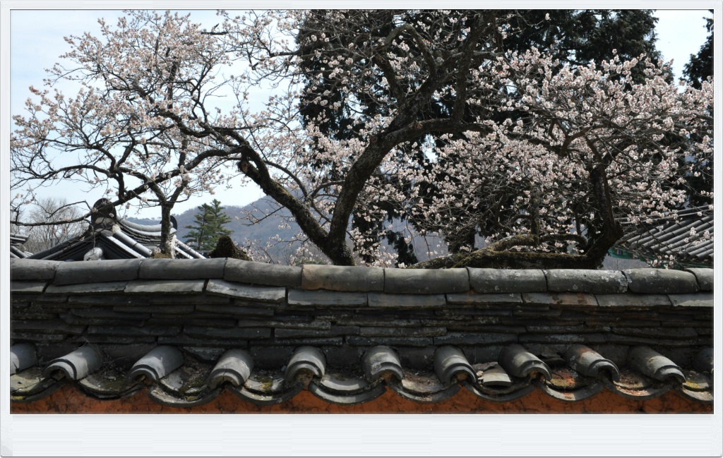 선암사 이미지