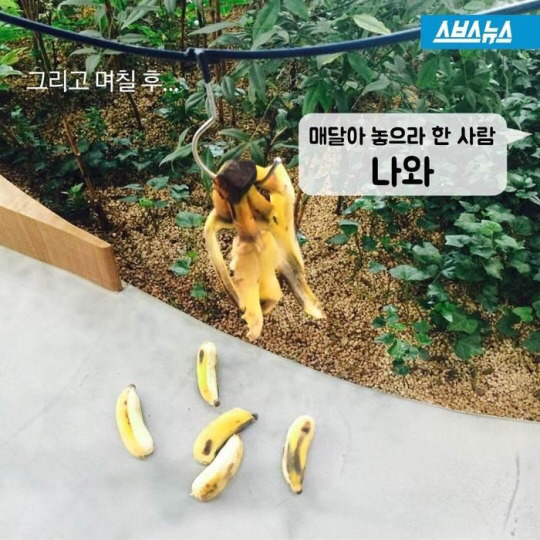 바나나 한 개를 세 명이 똑같이 나눠먹으려면? | 인스티즈