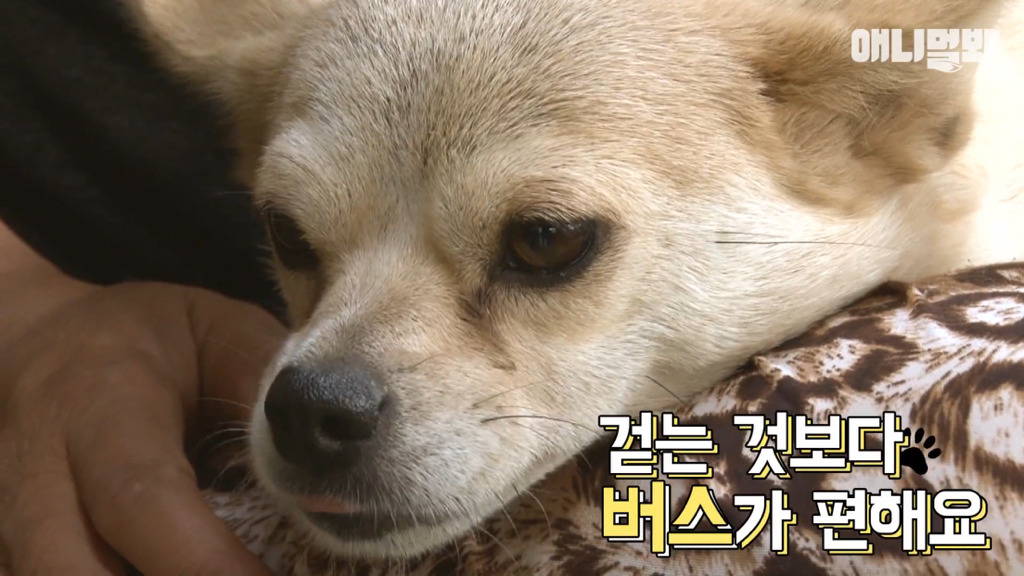 혼자 버스타고 지인 만나러 가는 강아지 상연이.jpg | 인스티즈