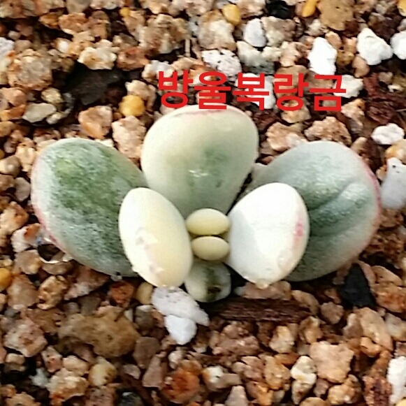금땡이 이미지