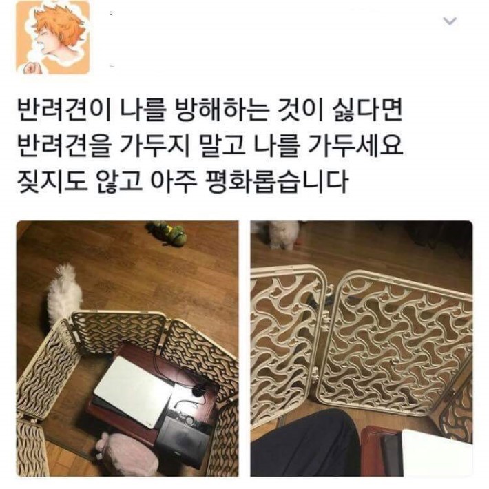 반려견이 나를 괴롭히면... | 인스티즈