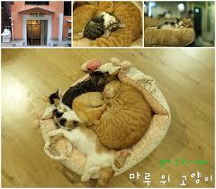 심쿵사 할 준비가 된 자만 들어오라(feat.고양이) | 인스티즈