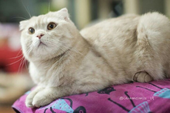 짱덕미 터지는 시아준수 고양이.jpg | 인스티즈