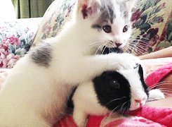 토끼와 고양이.gif | 인스티즈