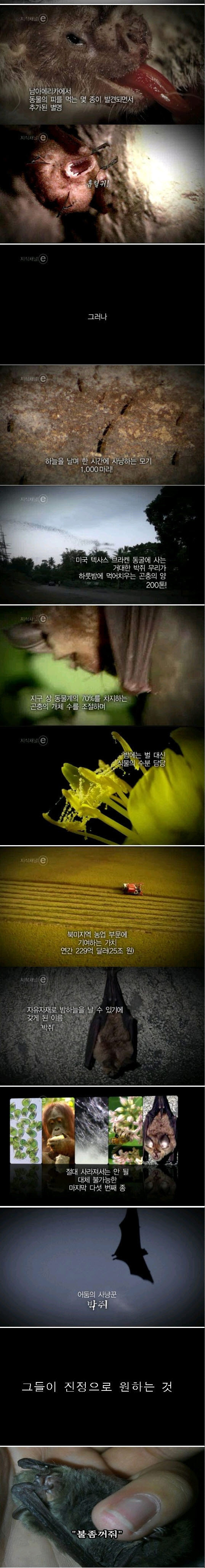 지구상에서 없어지면 안 되는 생물 | 인스티즈