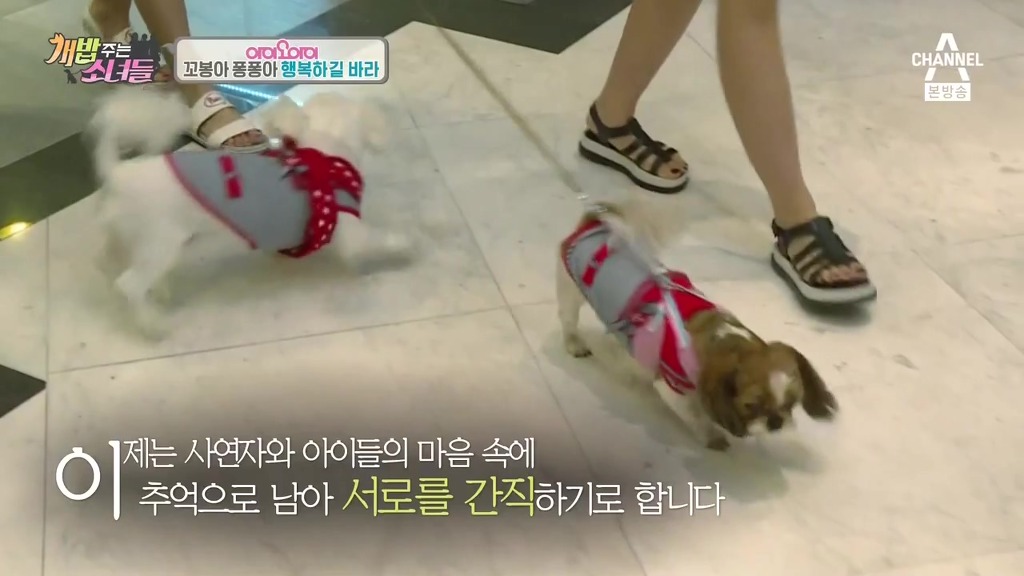 반려견 떠나보내는 암 말기 환자 ㅠㅠㅠ | 인스티즈