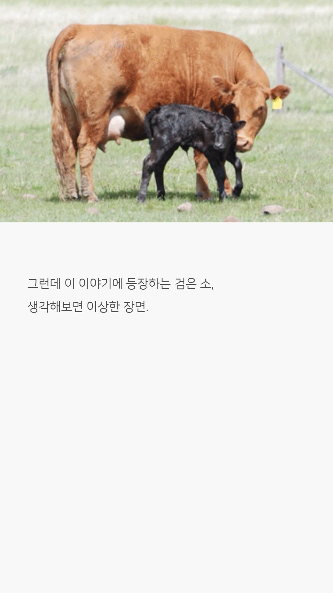 우리나라 한우는 왜 황색일까?jpg | 인스티즈