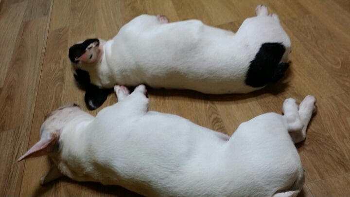 똥돼지 이미지