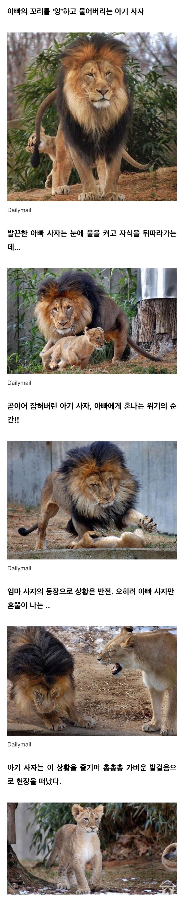 아기 사자 혼내다 아내에게 꾸지람 들은 아빠 사자.jpg | 인스티즈