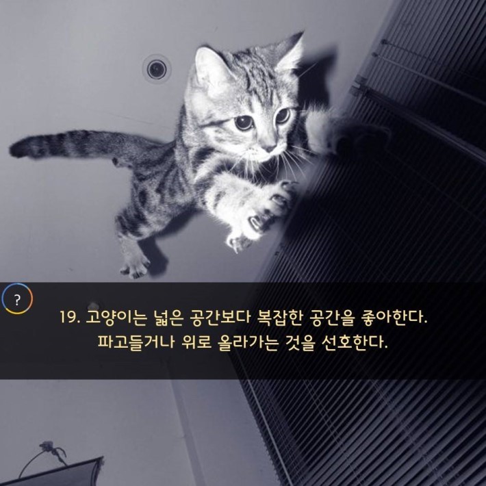 야옹이를 대하는 예의 | 인스티즈