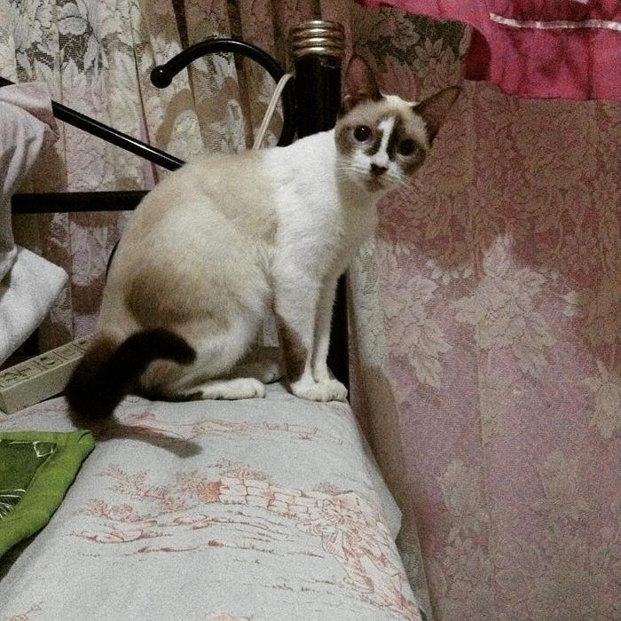 기호 1번 고양이.jpg | 인스티즈