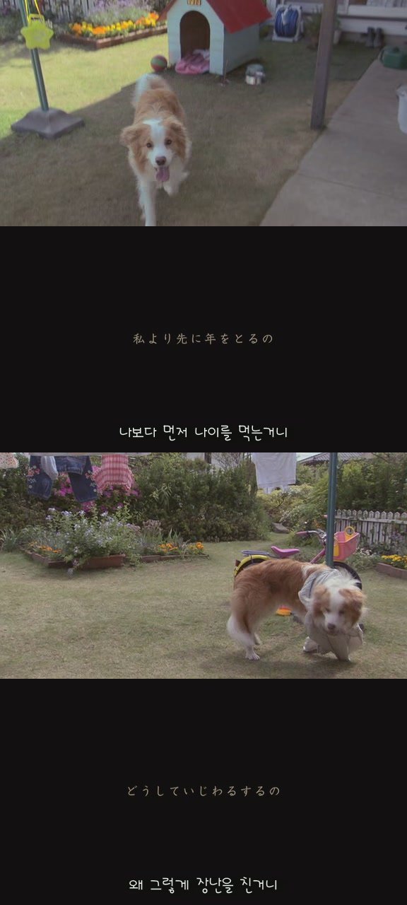 강아지의 삶 | 인스티즈