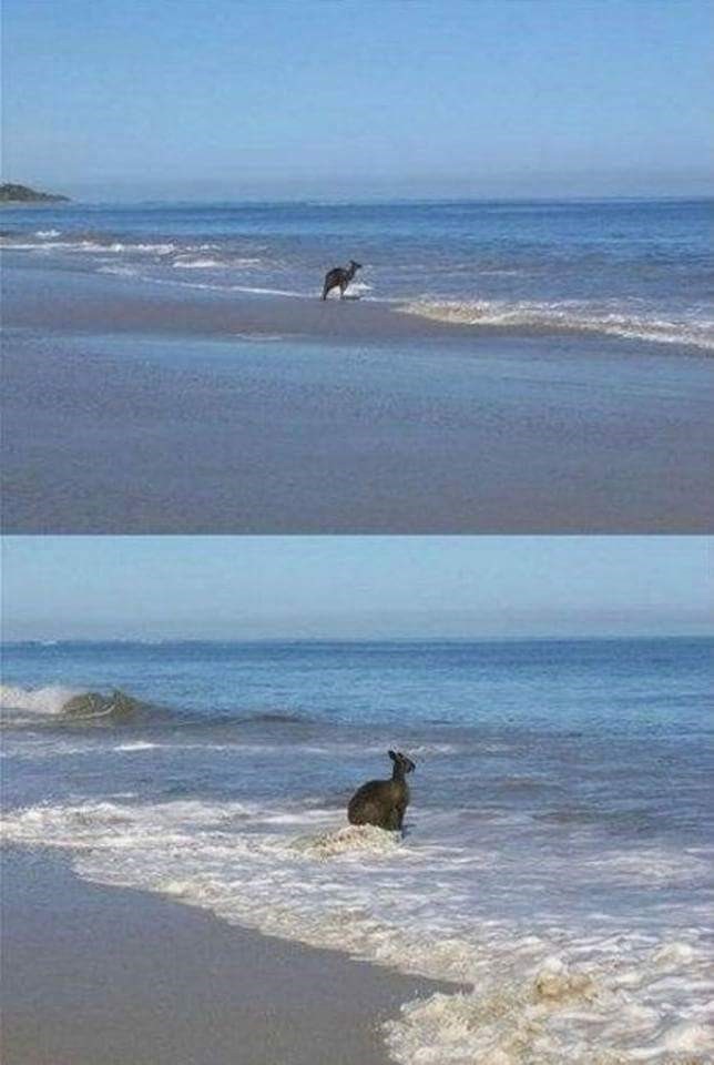 자살을 선택한 캥거루....... | 인스티즈