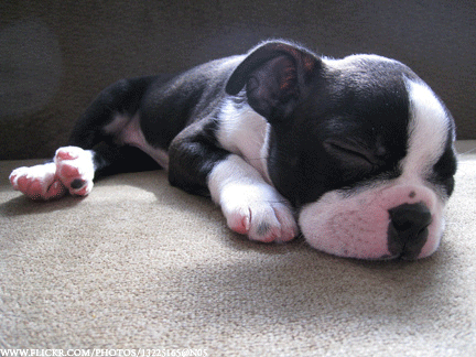 못생겼는데 매력있는 강아지 종 .jpgif | 인스티즈