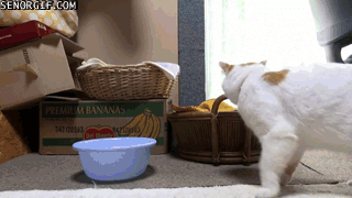 딱 내 사이즈다냥.gif | 인스티즈