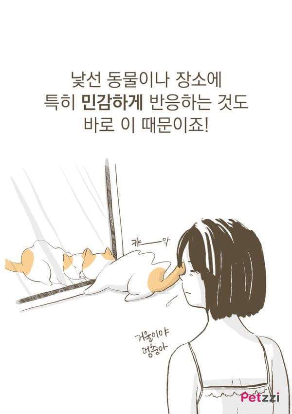 고양이가 화장실 앞에서 기다리고있는 이유(만화).jpg | 인스티즈