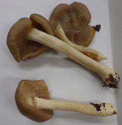 일본은 음식 가지고 장난 안 치잖아요?? | 인스티즈