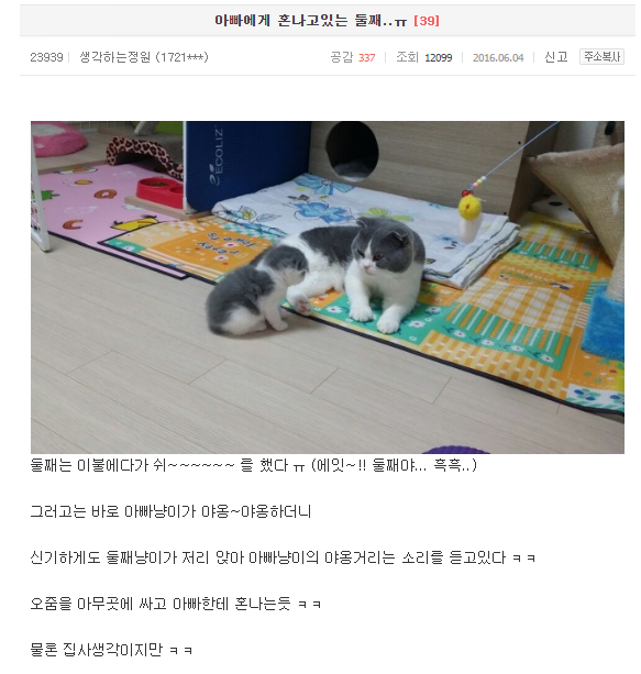 가정교육중인 아빠냥 | 인스티즈