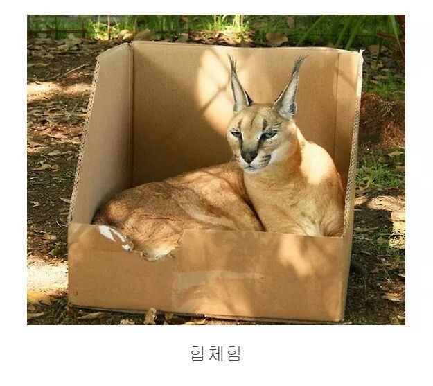 숨길수없는 고양이과의 본능 | 인스티즈