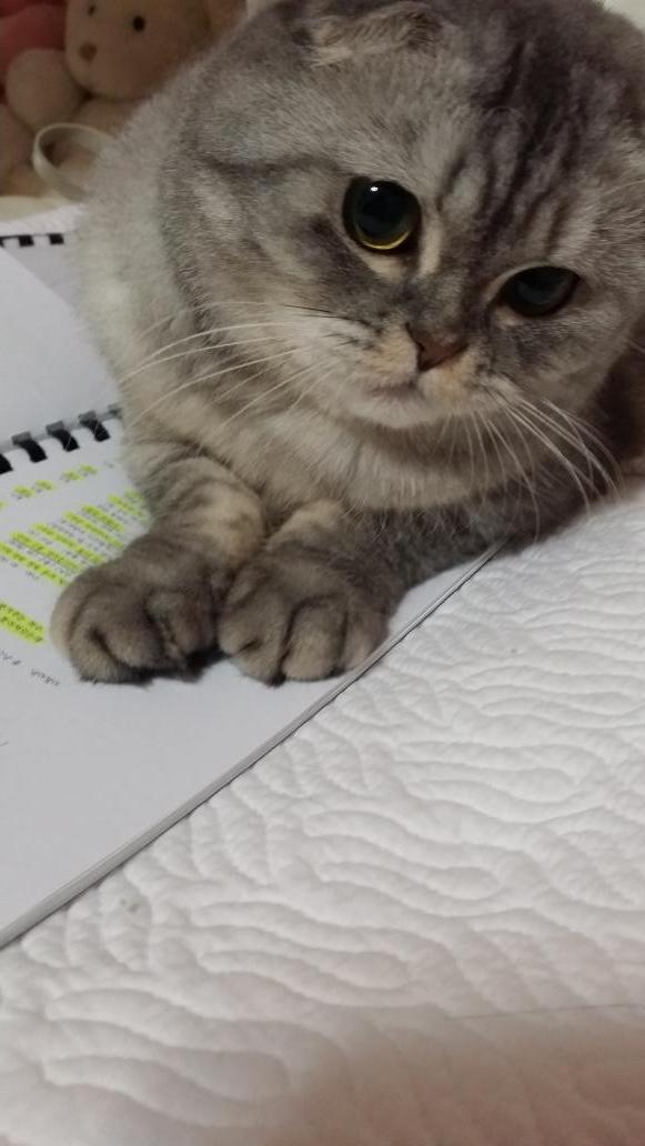 장나라를 선택한 매력쩌는 고양이 만두옹의 일상 | 인스티즈