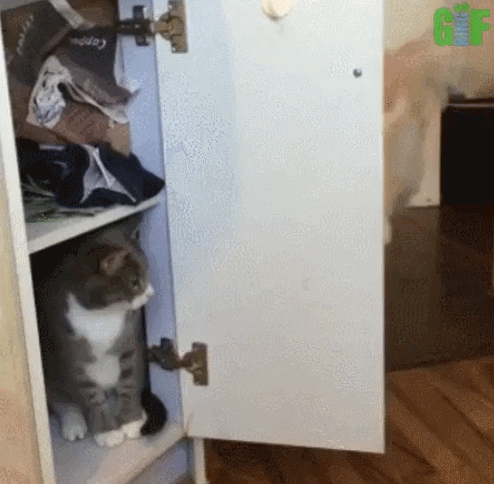 고양이 걔 어디 갔어? | 인스티즈