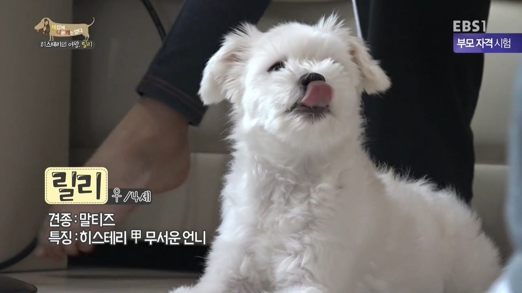 [세상에나쁜개는없다] 가족들에게 짖고 무는 강아지 릴리햏 | 인스티즈