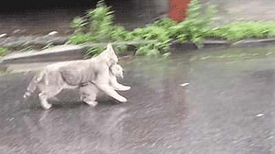 길냥맘 - 우리 애기는 비 맞으면 안된다 냐옹...gif | 인스티즈