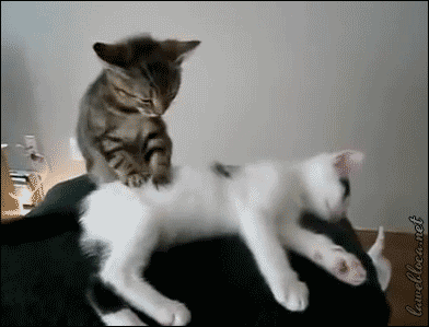 고양이 vs 개 꾹꾹이 비교 | 인스티즈