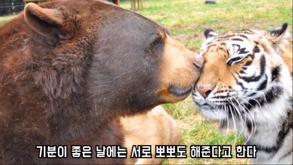 맹수 세 마리의 아름다운 우정 | 인스티즈