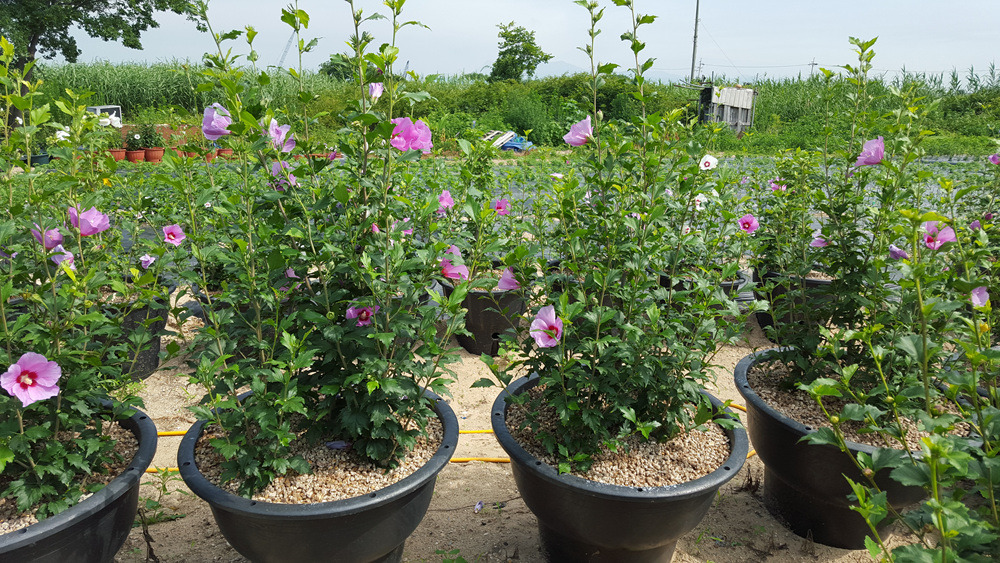 270E004B55AD6EE802260C