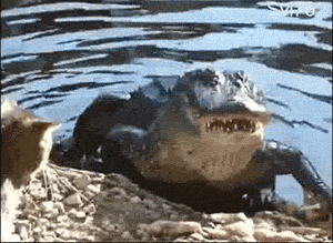 고양이 클라스 | 인스티즈