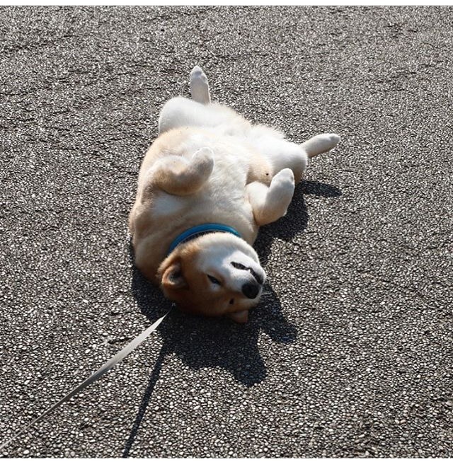 고집 세기로 유명한 시바.jpg | 인스티즈