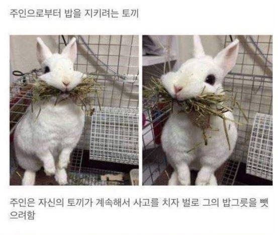 주인으로부터 밥을 지키려는 토끼 | 인스티즈
