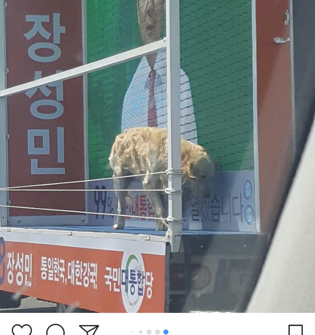 국민 대통합당 대선후보 유세 트럭 동물학대 의심 현장 | 인스티즈