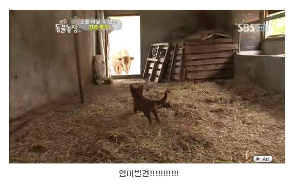 의리빼면 시체인 강아지 | 인스티즈