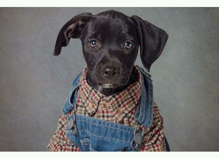 유기견들에게 예쁜 옷 입혀 프로필 사진 찍어 준 사진작가 | 인스티즈