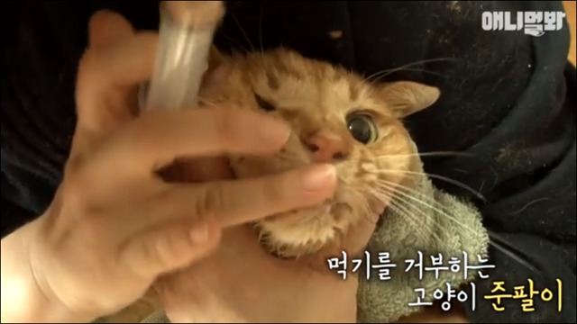 거식증 걸린 고양이 준팔이 그후 | 인스티즈