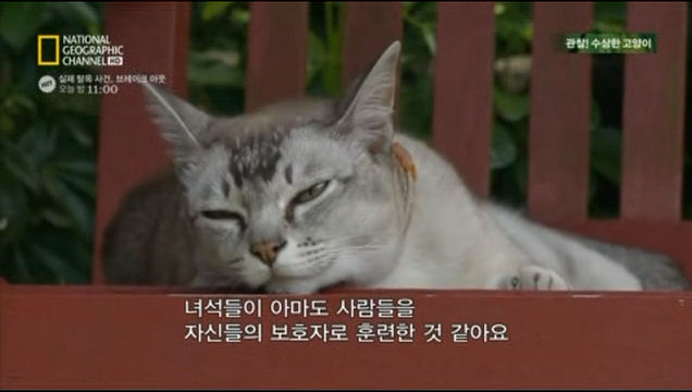 고양이와 다른 애완동물들의 차이점 | 인스티즈