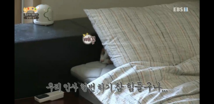 [고양이를부탁해] 세나개 강아지들과 고양이의 차이.jpg | 인스티즈