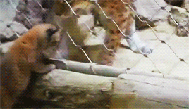 집 나갔다가 엄마한테 목덜미 물리는 스라소니.gif | 인스티즈