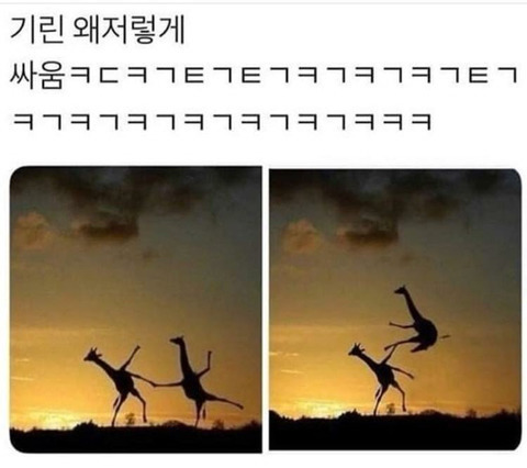 기린이 싸울때_JPG | 인스티즈