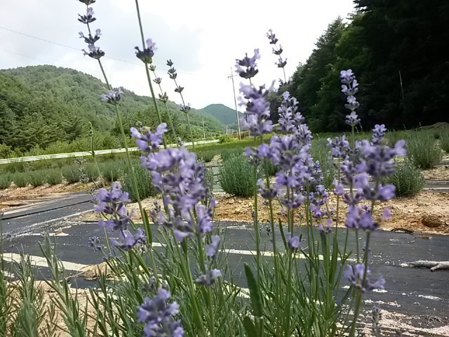 라벤다 이미지