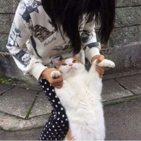 집 나갔다가 잡혀온 냥이.jpg | 인스티즈