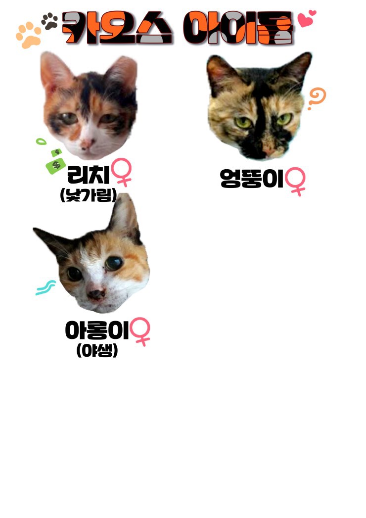 마산 애니멀 호더에게서 구조한 50여마리의 고양이들에게 손길을 내밀어주세요! 곧 쉼터가 폐쇄되어 아이들이 갈 곳이 없습니다 | 인스티즈