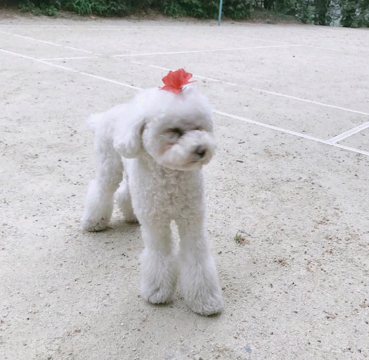 슬리피가 키우는 반려견 퓨리.jpg | 인스티즈