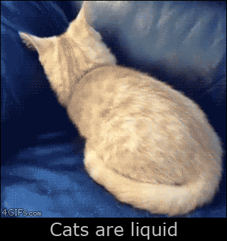 고양이 액체설의 증거들.gif | 인스티즈