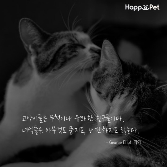 고양이를 사랑하는 사람들이 남긴 명언 | 인스티즈