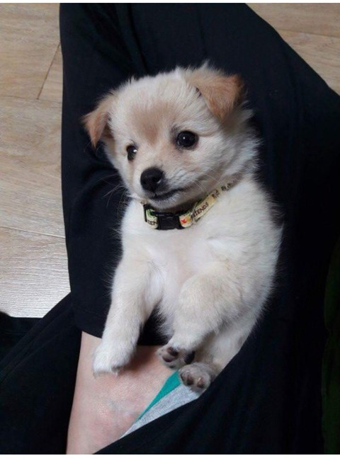 다른집에 분양보냈던 강아지가 집까지 찾아왔네요ㅜㅜ | 인스티즈