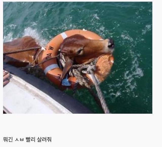 소가 물에 빠지면.?JPG | 인스티즈