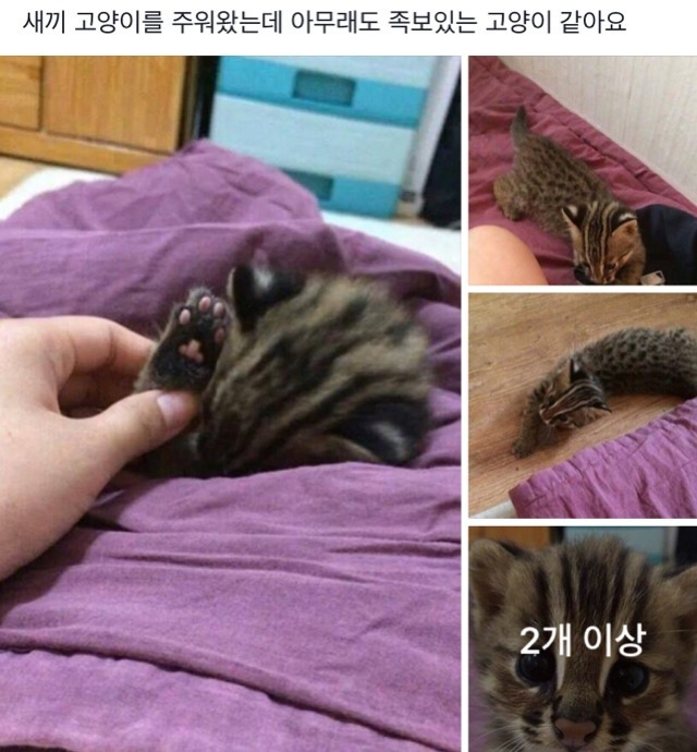  족보있는 고양이... | 인스티즈